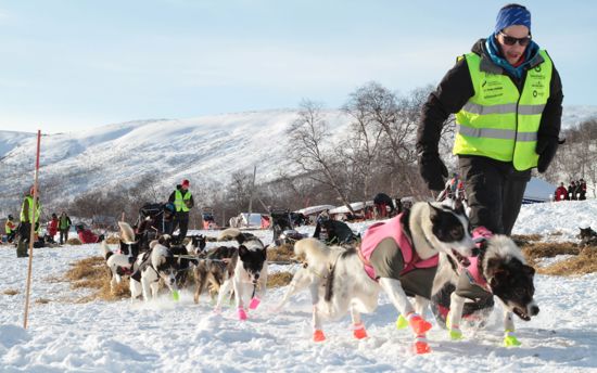 Dogs pulling a sled in Alta