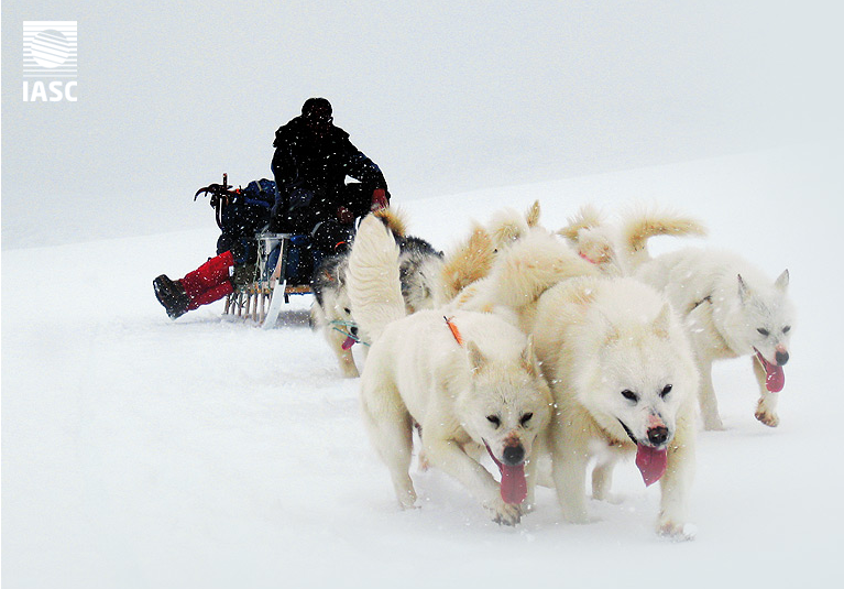 IASC Husky Sled