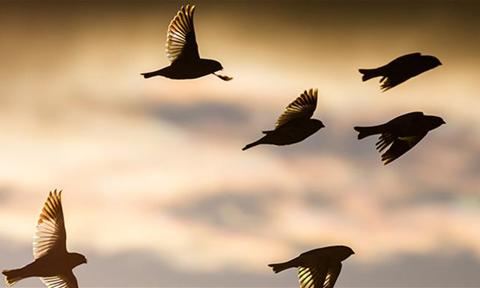 Thematic Network Teacher Education UNITWIN.jpg