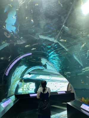 Observing fish in the aquarium at the Maritime Museum.