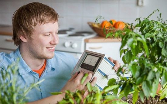 Growing Your Own Chili in the City
