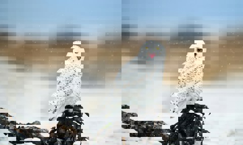 Ray Hennessy Ixddk Cepzy Unsplash